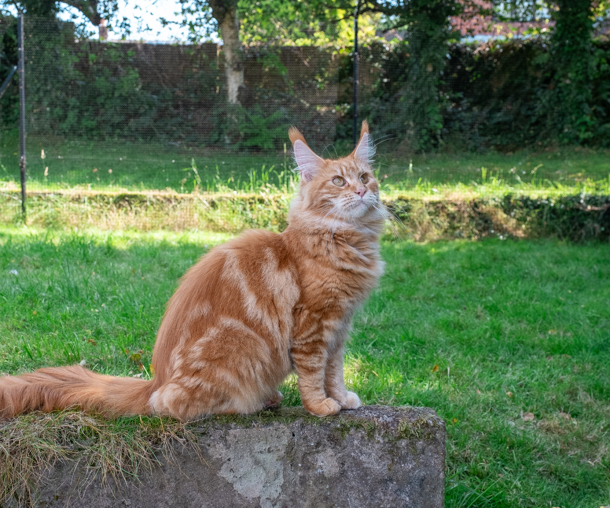 Merida bird watching