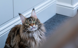 Maine Coon