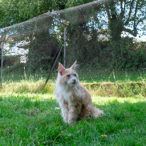 Cat backyard enclosures hot sale