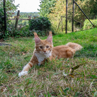 orange maine coon in cat enclosure