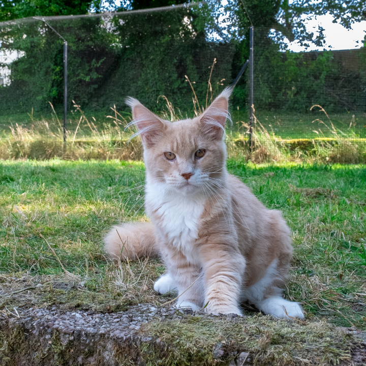 maine coon in cat enclosure