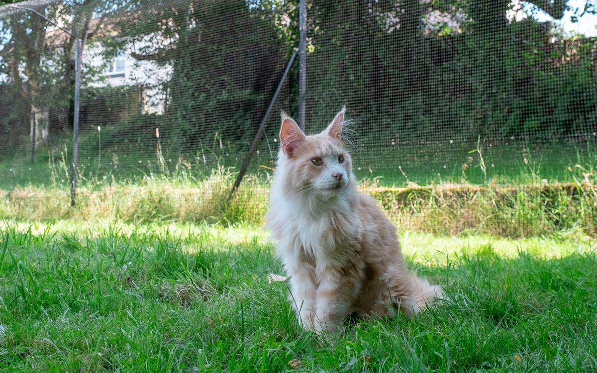 Maine Coon in Cat Enclosure