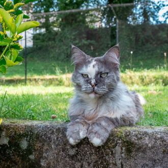 maine coon in cat enclosure