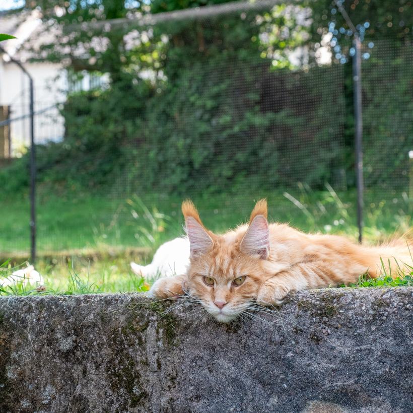Katten Omheiningen