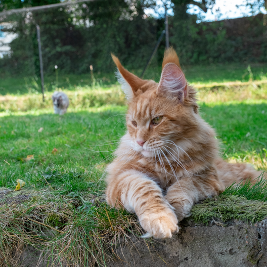 orange maine coon in cat enclosure