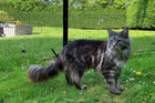 Katzengehege