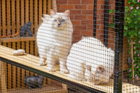 Catios