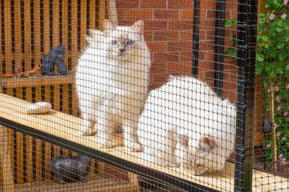 Catio