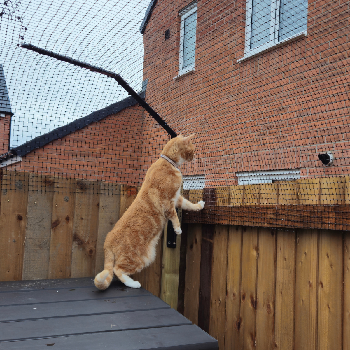 Cat with ProtectaPet