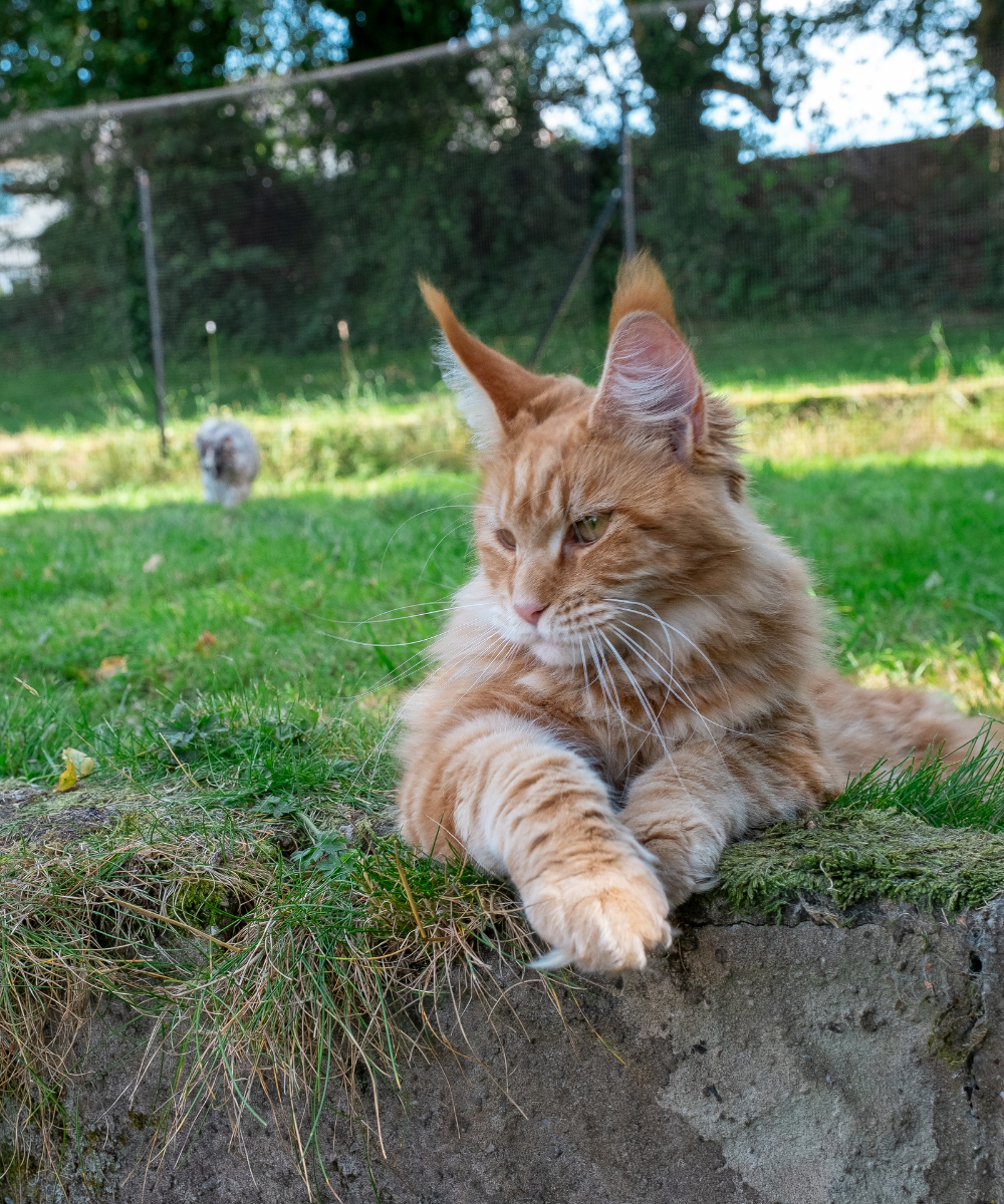 Maine Coon in Garden