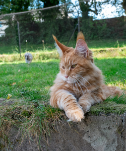 Maine Coon in Garden