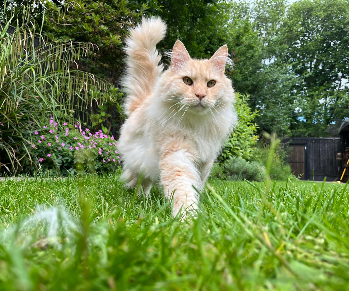 1.6m+ Fence Cat Barrier