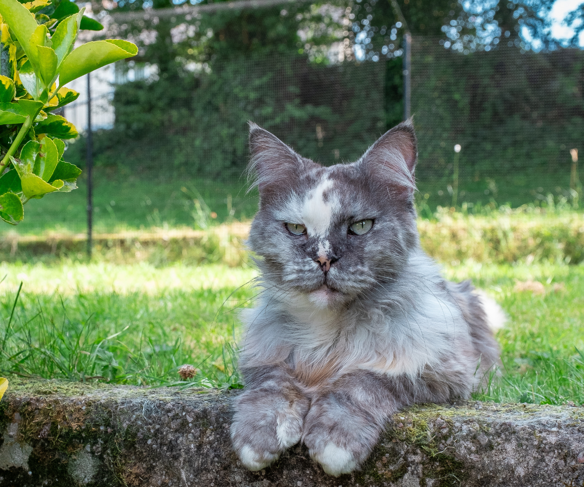 Cat Enclosure Fencing on Turf