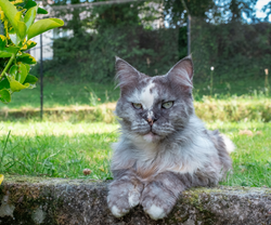Cat Enclosure Fencing on Turf