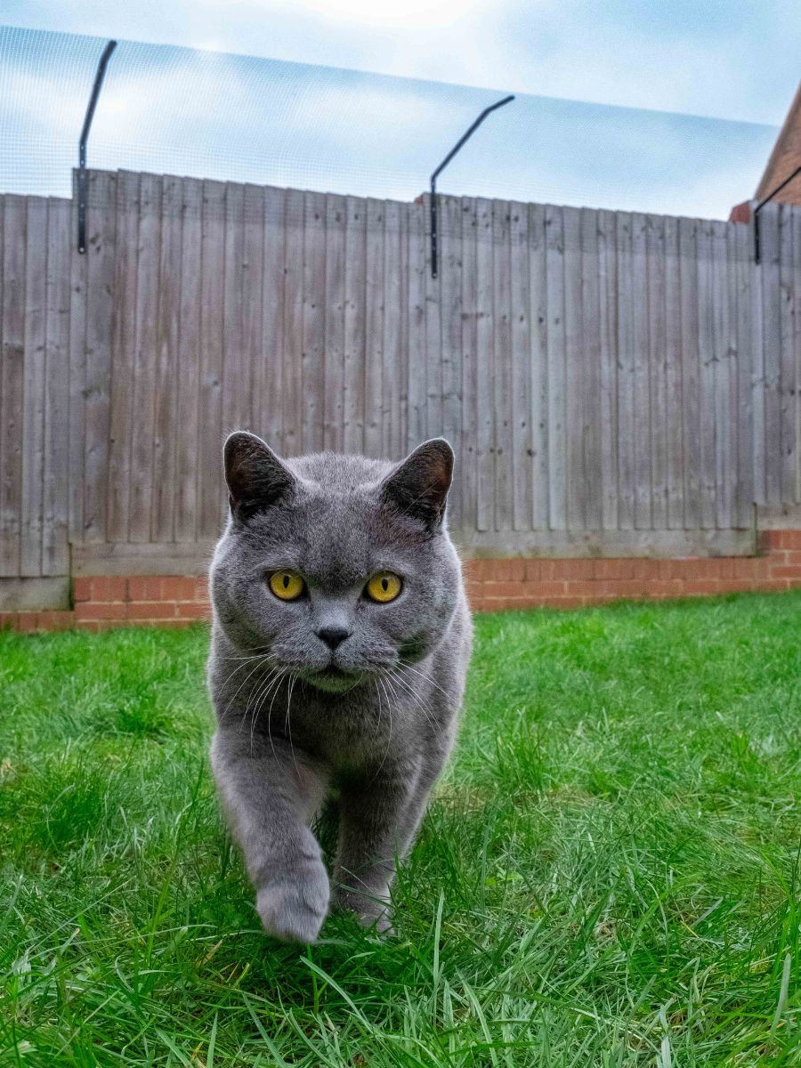 ProtectaPet® Katzenzaun-Netz aus Polypropylen – 1 m Breite