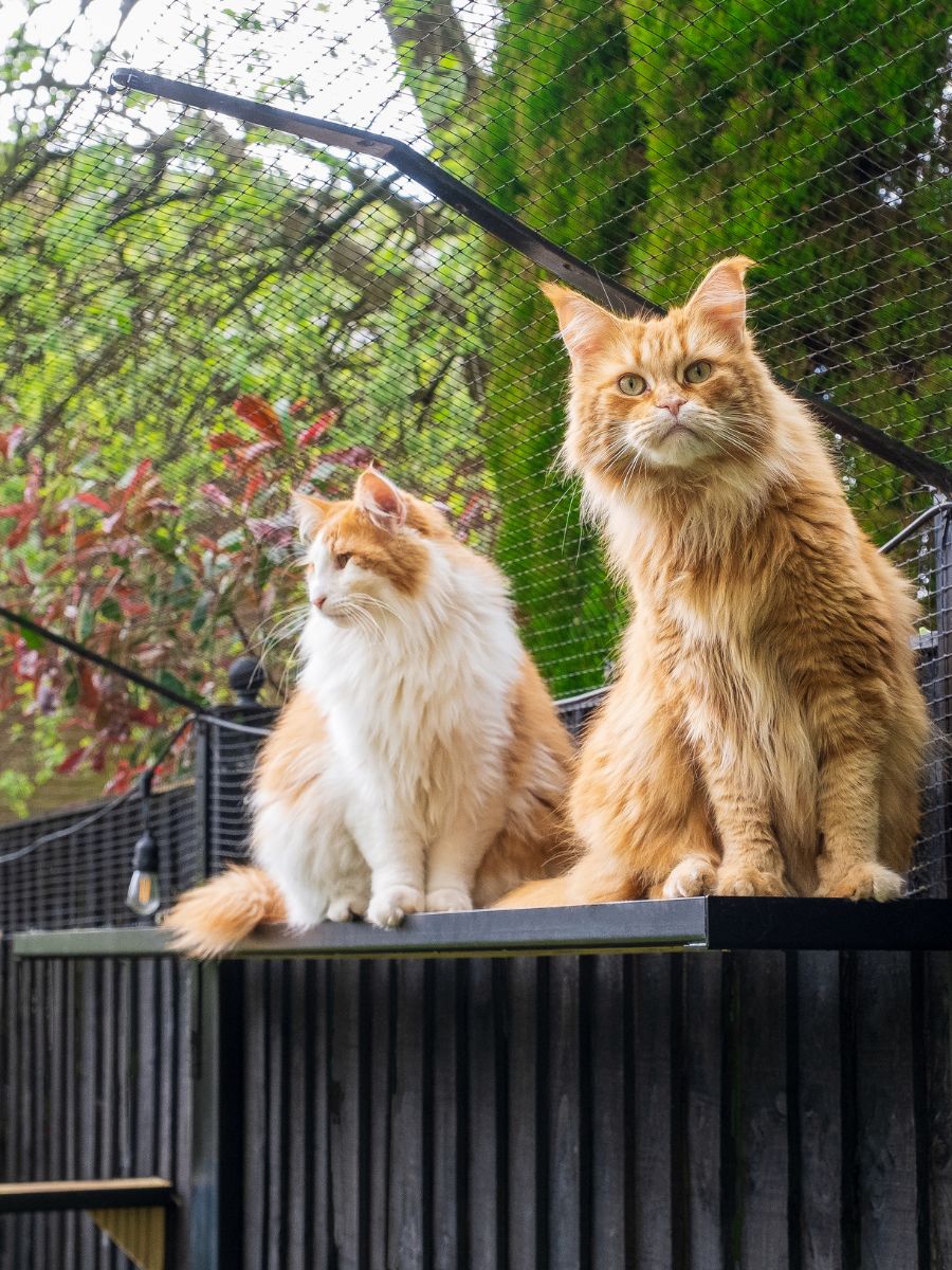 ProtectaPet® Katzenzaun-Netz aus Polypropylen – 1 m Breite