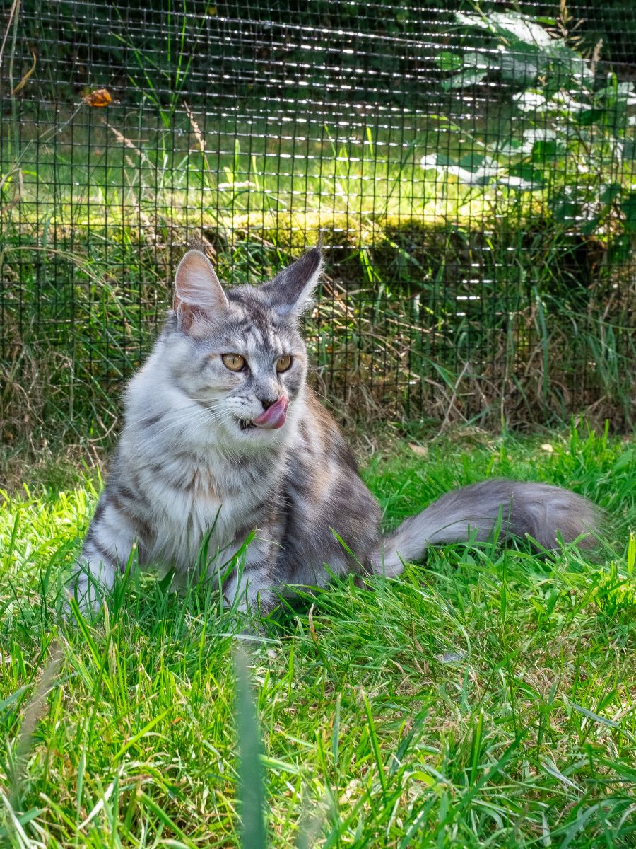 ProtectaPet® Bodenanker für Katzengehege-Pfosten auf Rasen