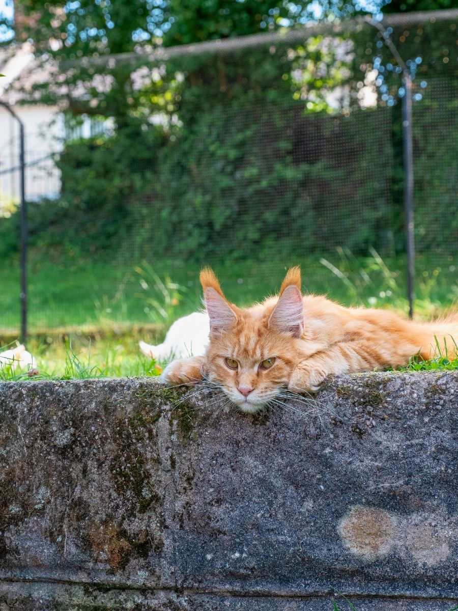 ProtectaPet® Einzelnes Katzentor für Katzengehege auf Rasen
