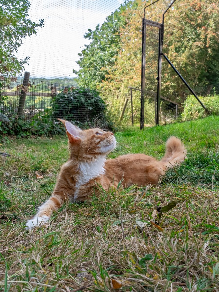 ProtectaPet® Einzelnes Katzentor für Katzengehege auf Rasen