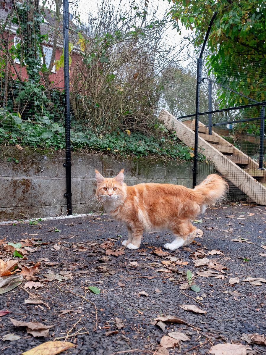 ProtectaPet® Wandpaal voor Kattenomheining