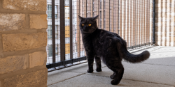 Cat Balcony Enclosure