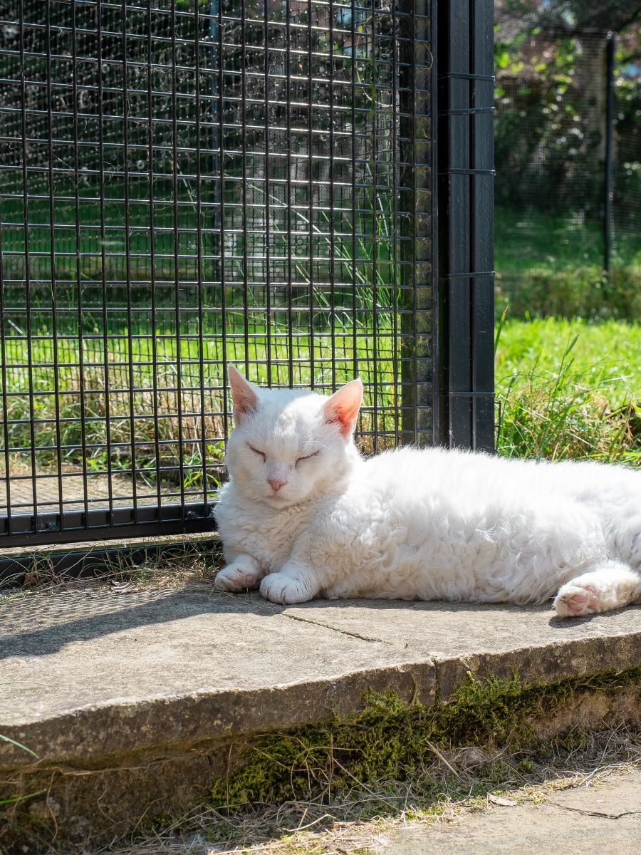 ProtectaPet® Katzengehege-Pfosten für Terrasse