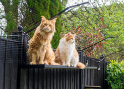 Cats Safe Under Cat Barrier