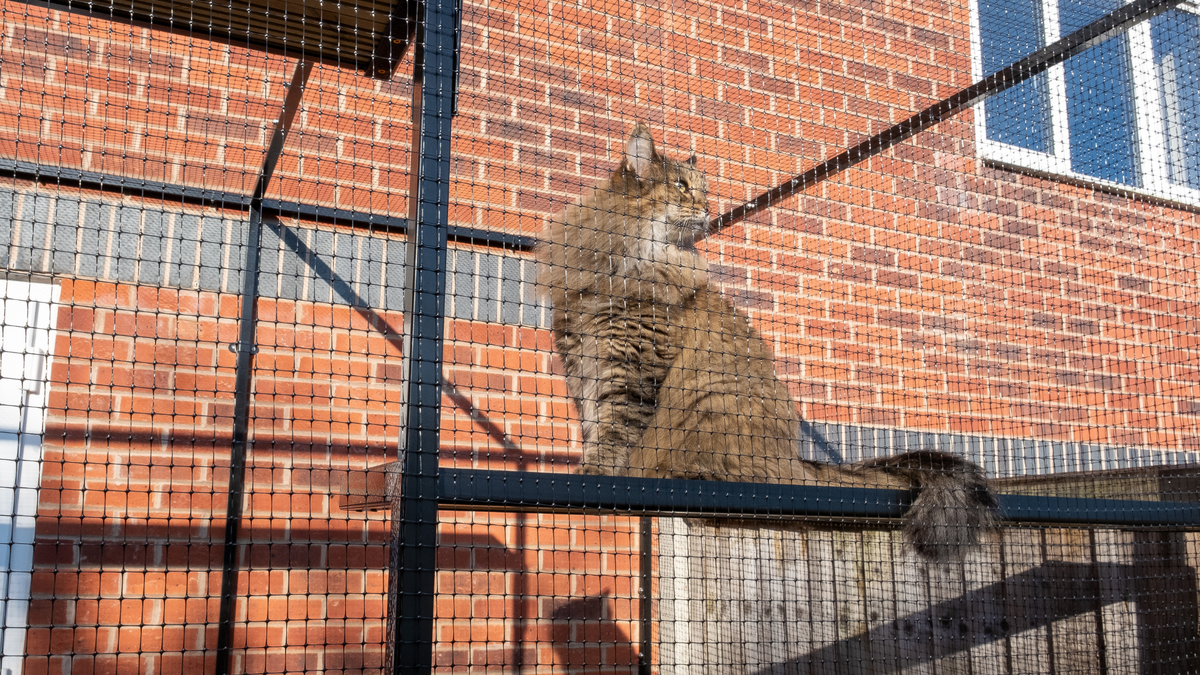 Poort voor kattenverblijf