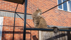 Poort voor kattenverblijf
