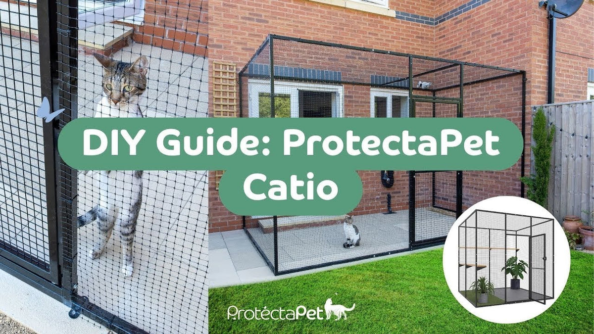 How to Build a DIY Catio for Safe Cats Outdoors & Peace of Mind