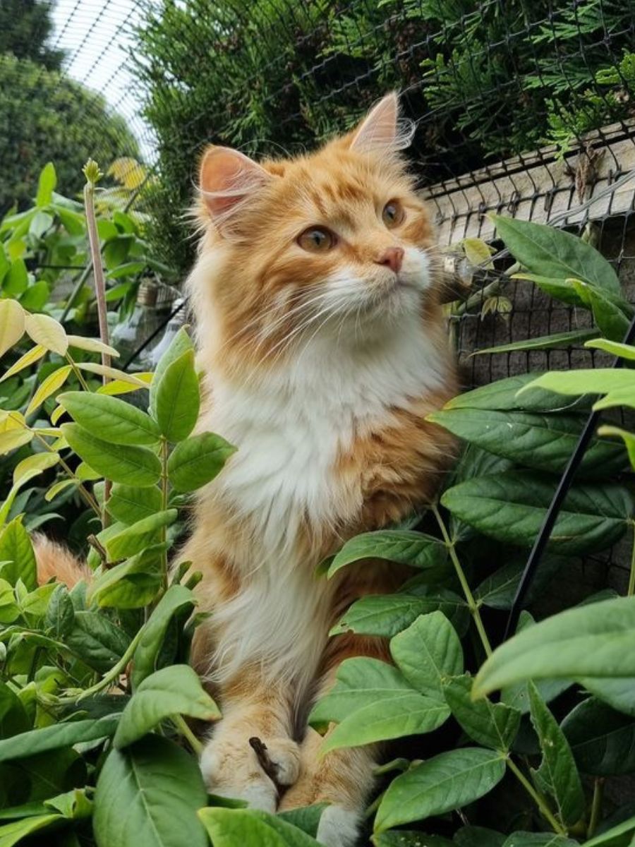 Filet de clôture antifugue en polypropylène ProtectaPet® – largeur 2 m