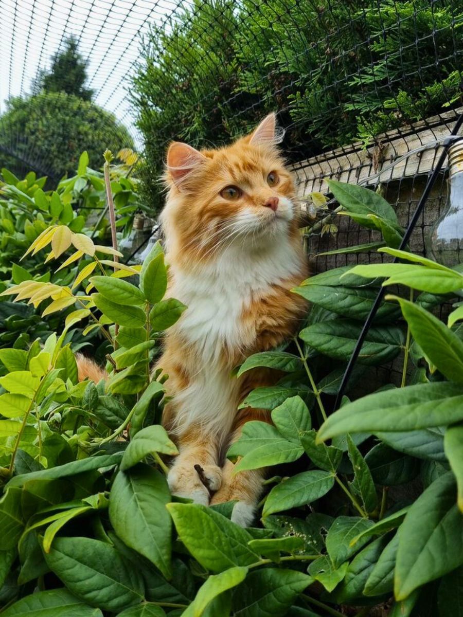 Bavolet standard pour clôture pour chats ProtectaPet®