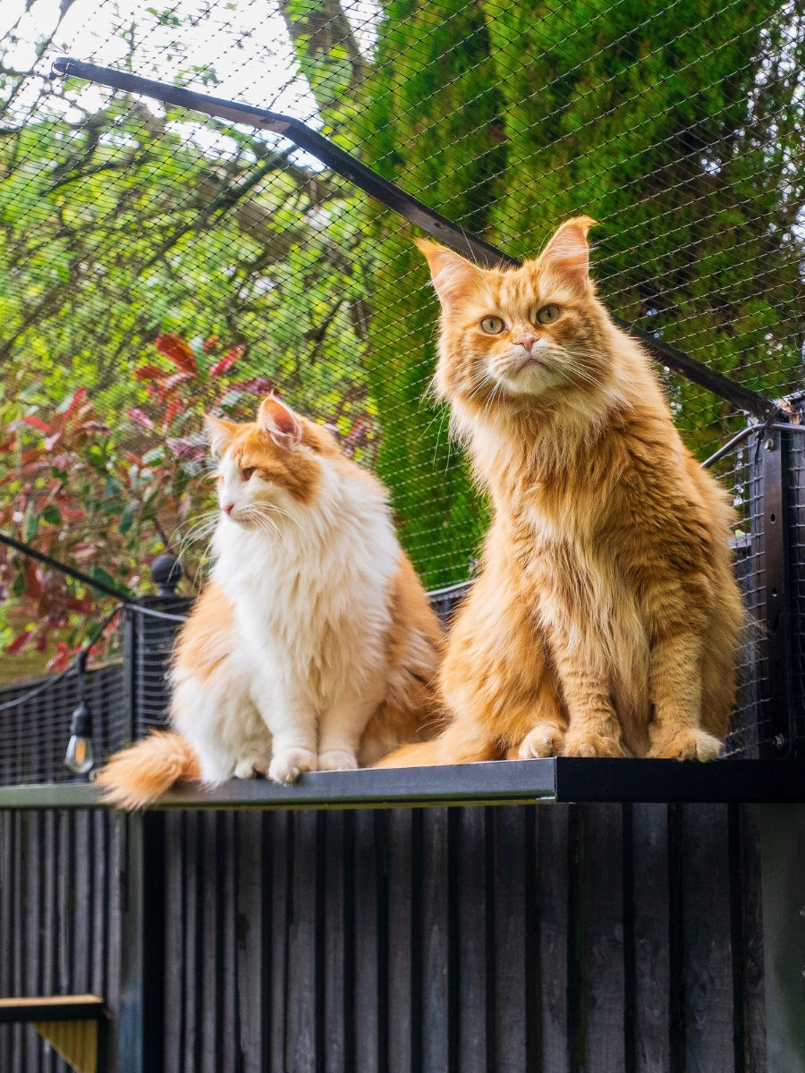 Bavolet standard pour clôture pour chats ProtectaPet®