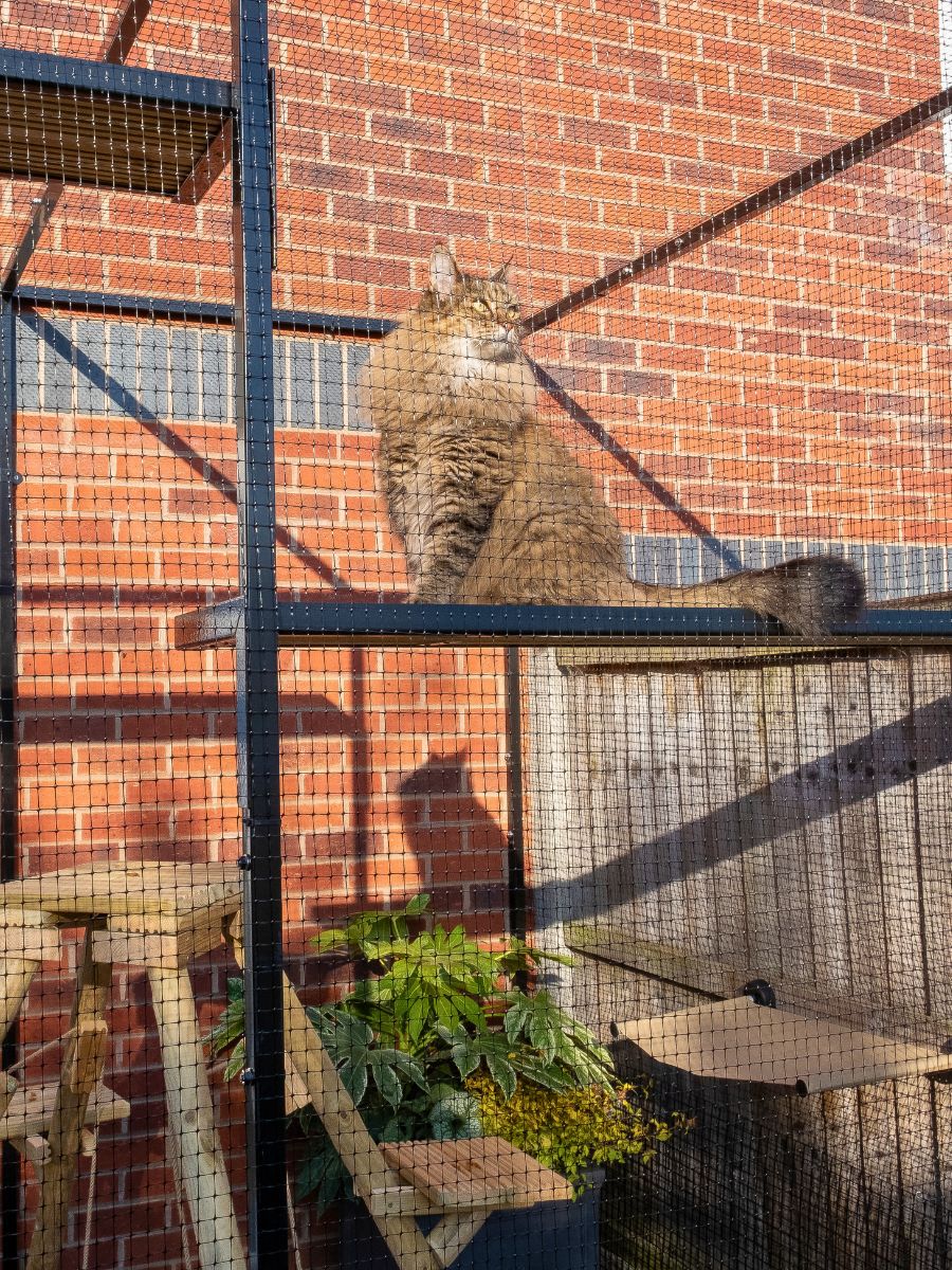 Kit d’enclos pour chats Catio ProtectaPet® à structure en acier (3,6 m x 2,4 m)