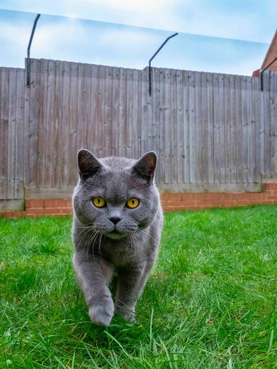 Bavolet extra long pour clôture pour chats ProtectaPet® 