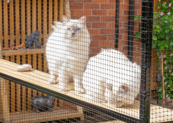 Cat Shelves for Enrichment