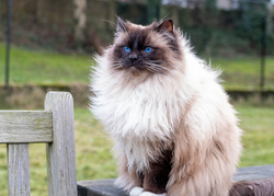 Ragdoll Cat in Cat Enclosure