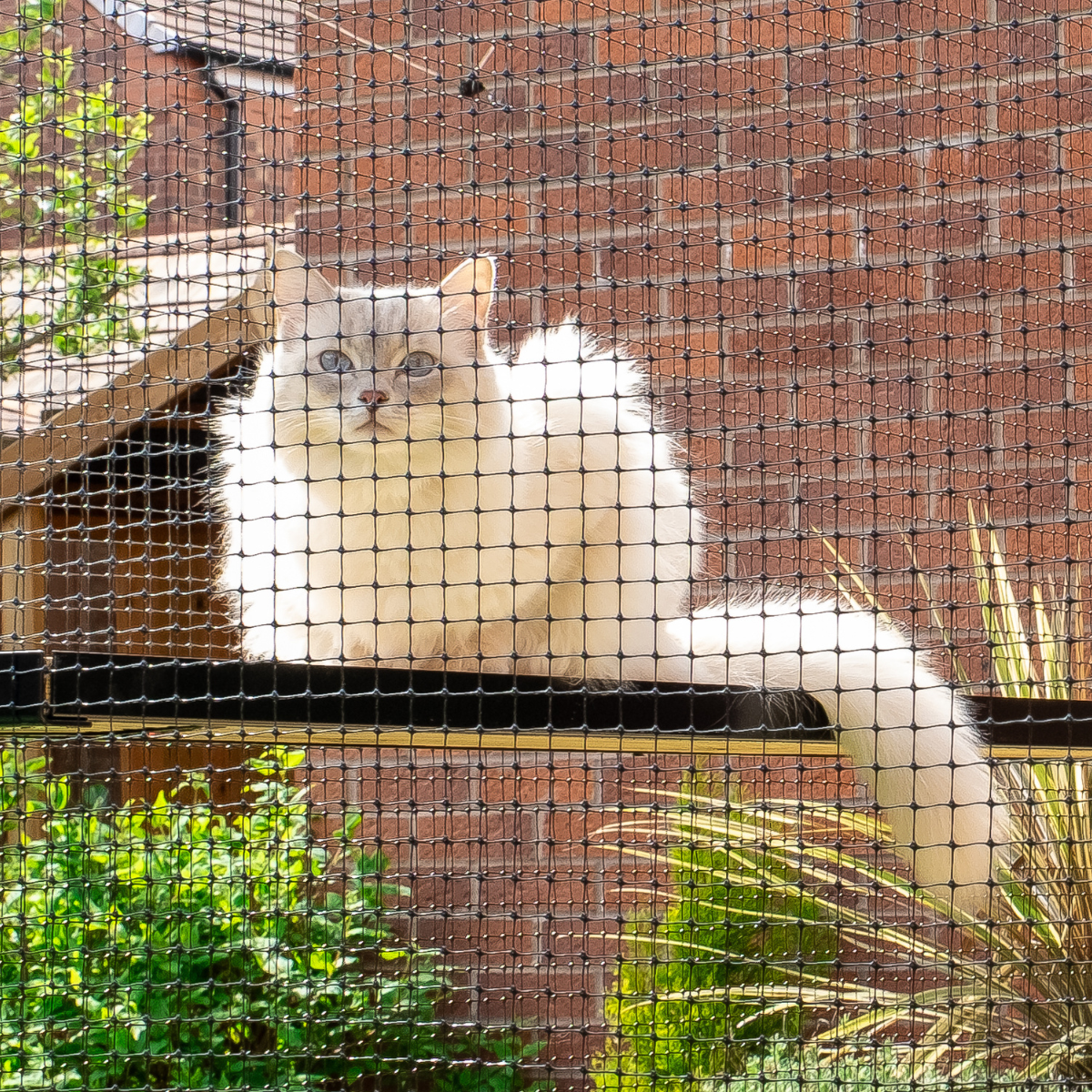 ragdoll in catio on shelf
