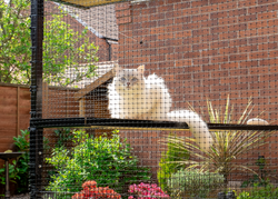 Ragdoll Cat on Catio Cat Shelf