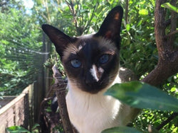 Siamese Cat in Cat Fenced Garden