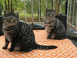 Watching the birds from the cat balcony