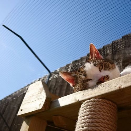 Cat Fence Topper