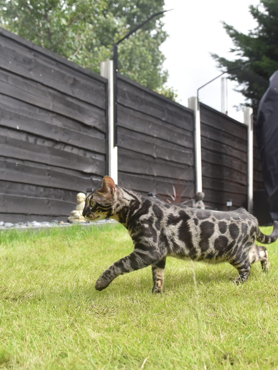 ProtectaPet® Pfosten für Katzenzaun-Systeme