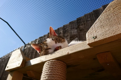 Cat Mesh, Cat Net, Cat Netting for Cat Enclosure Fencing