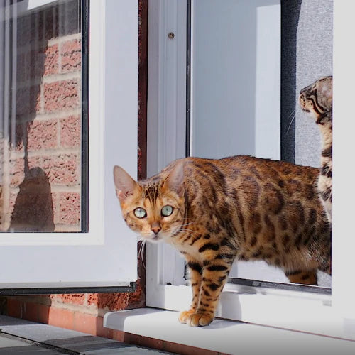 Bengal cat stepping outside