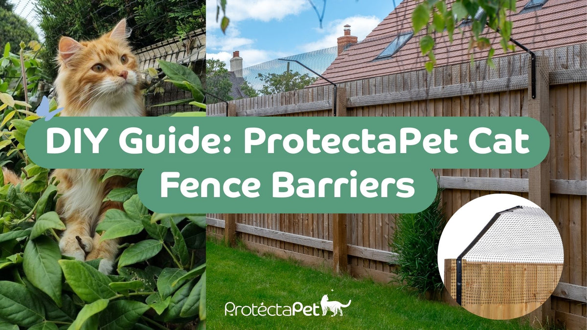 How to DIY Cat Proof Your Garden Fence or Wall