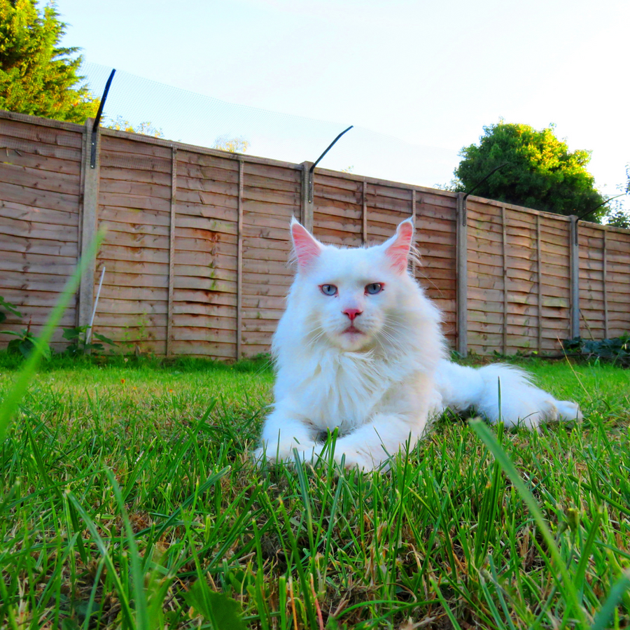 Cat online perimeter collar