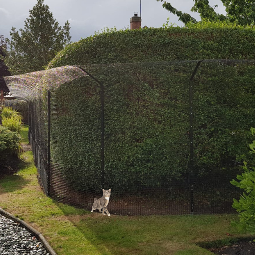 Catio netting 2024