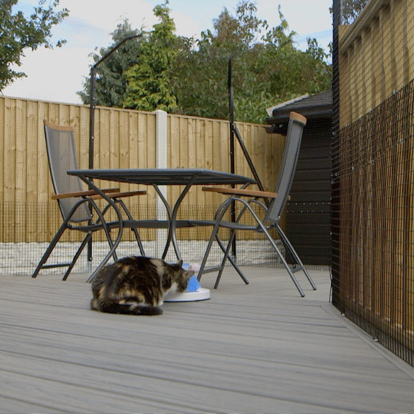 Outdoor cat run 2024 diy