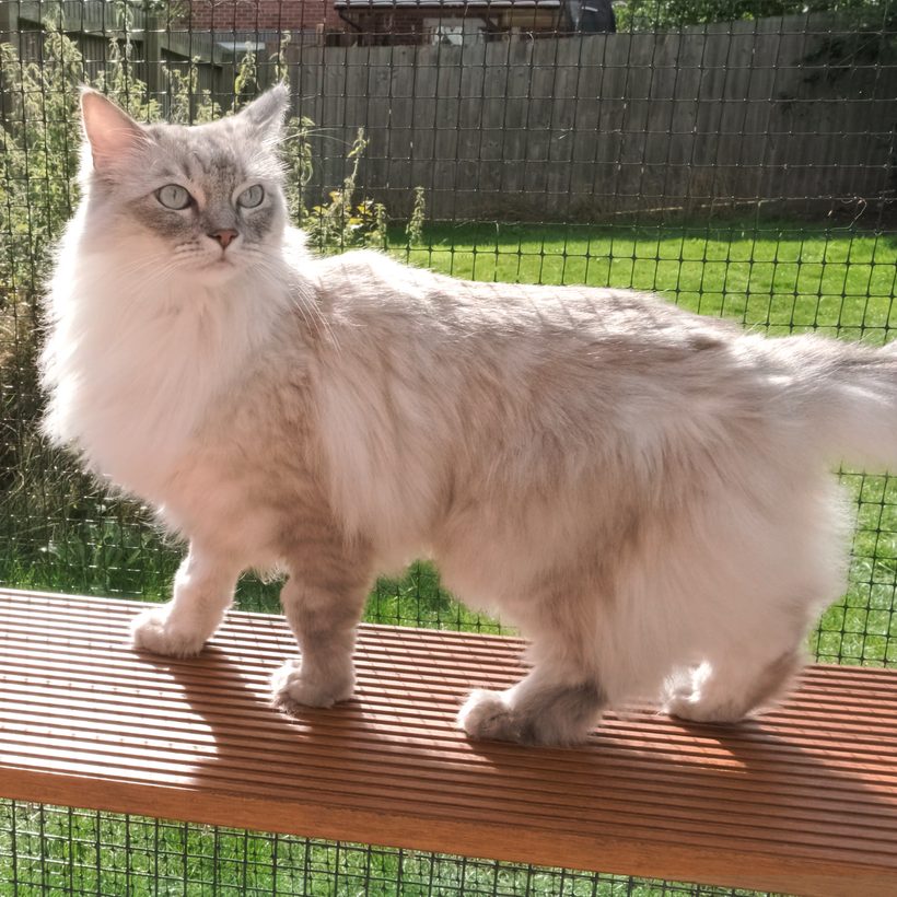 Bereicherung für Katzen